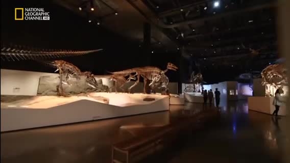T-Rex El Superviviente ( 270p )